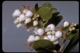 Image of San Bruno Mountain manzanita