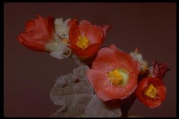 Image of globemallow