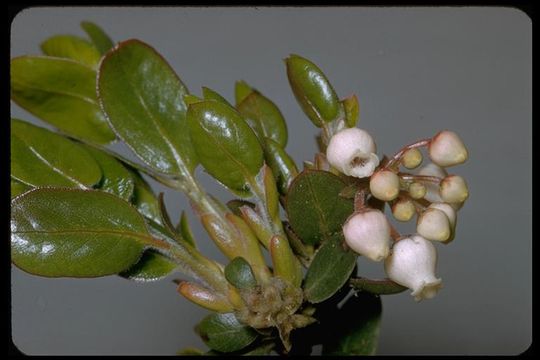 Sivun Arctostaphylos edmundsii Howell kuva