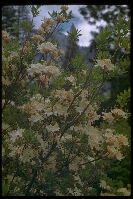 صورة Rhododendron occidentale (Torr. & Gray) A. Gray