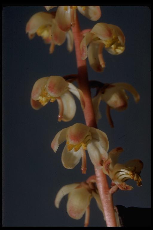 Image of whiteveined wintergreen