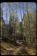 Image of quaking aspen