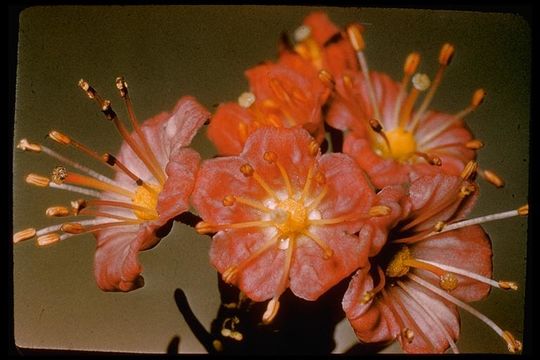 Image of purple mountainheath