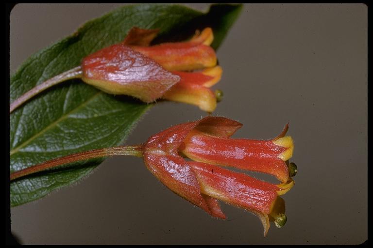 Image de Chèvrefeuille involucré