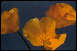 Imagem de Eschscholzia californica Cham.