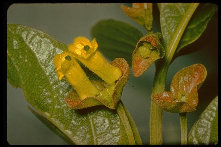 Image of twinberry honeysuckle