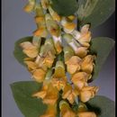 صورة Lathyrus sulphureus A. Gray