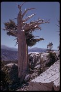 Image of <i>Pinus balfouriana</i> ssp. <i>austrina</i>