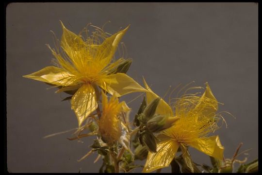 Image of Lindley's blazingstar