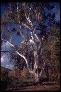 Imagem de Eucalyptus viminalis Labill.