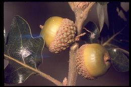 Image of Brewer Oak