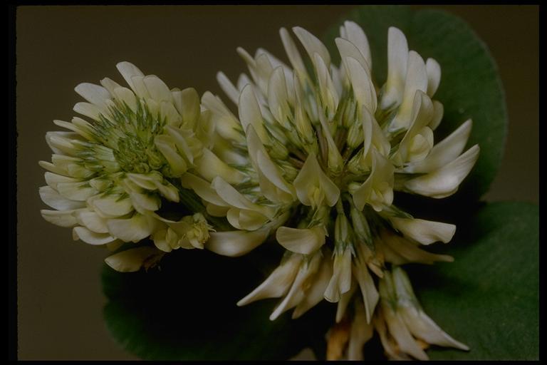 Image of white clover