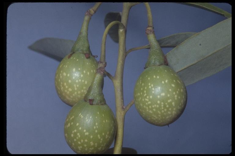 Umbellularia californica (Hook. & Arn.) Nutt. resmi