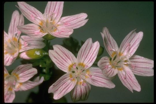 Image of Siberian springbeauty