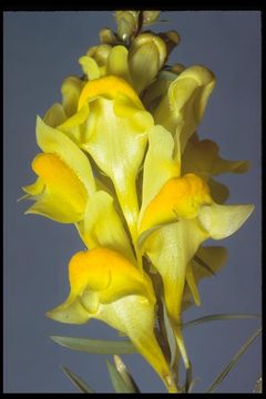 Image of Common Toadflax