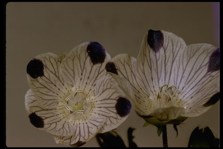 Image de Nemophila maculata Benth. ex Lindl.