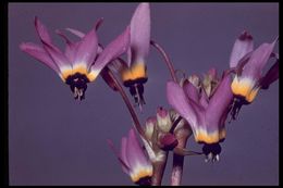 Image of <i>Primula clevelandii</i>