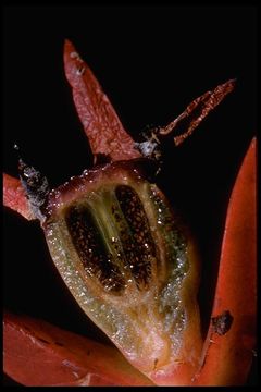 Image of ice plant