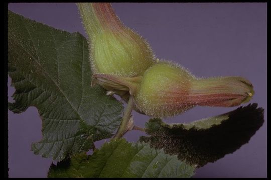 Image of Beaked Hazel