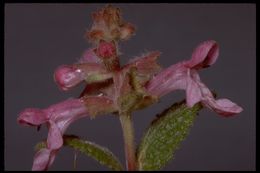 Stachys bullata Benth. resmi