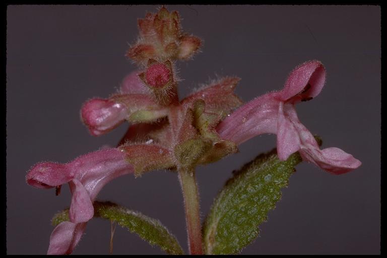 Image of California hedgenettle