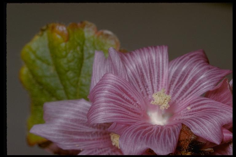 Image of dwarf checkerbloom