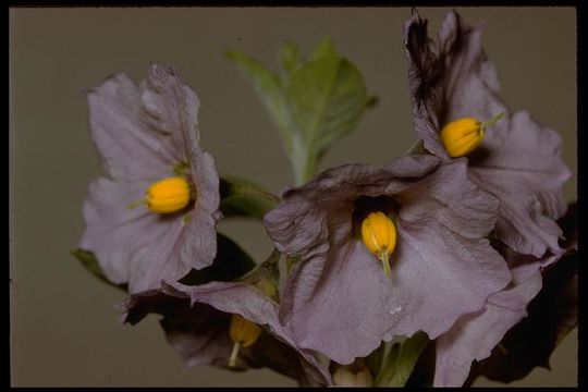 Image de Solanum umbelliferum Eschsch.