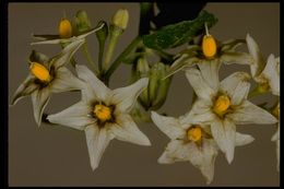 Image of greenspot nightshade