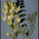 Sivun Astragalus lentiginosus var. nigricalycis M. E. Jones kuva