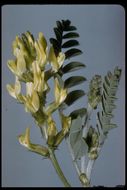 Astragalus lentiginosus var. nigricalycis M. E. Jones的圖片