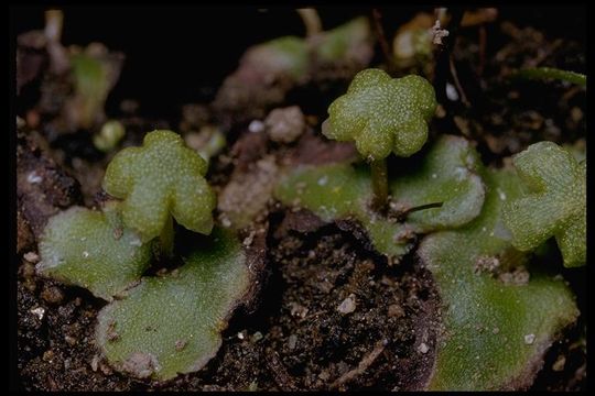 Image of Asterella californica (Hampe ex Austin) Underw.