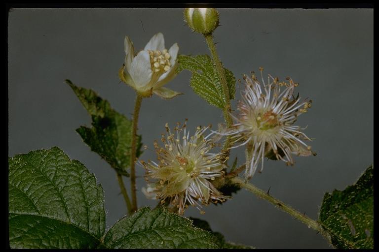 Image de Rubus ursinus Cham. & Schltdl.