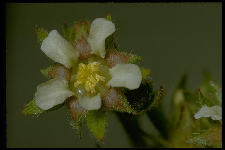 Image of California horkelia