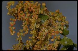 Image of California Live Oak