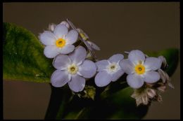 Image of wood forget-me-not