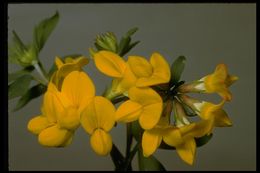 Слика од Lotus corniculatus L.