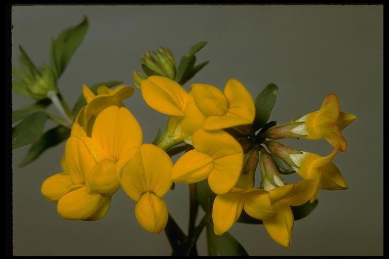 Image de lotier corniculé