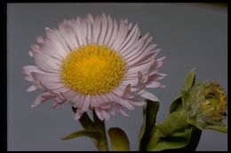 Слика од Erigeron glaucus Ker-Gawl.