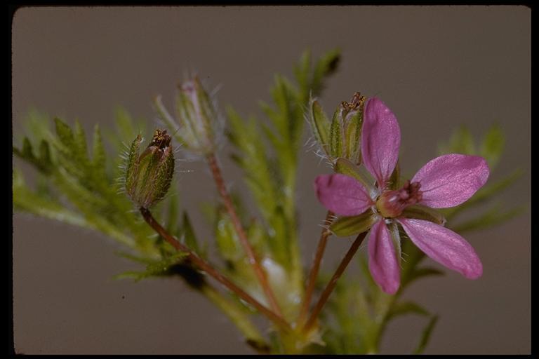 Image of Common Stork's-bill