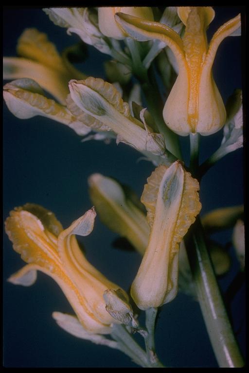 Imagem de Ehrendorferia chrysantha (Hook. & Arn.) J. Rylander