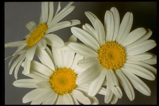 Слика од Leucanthemum vulgare Lam.