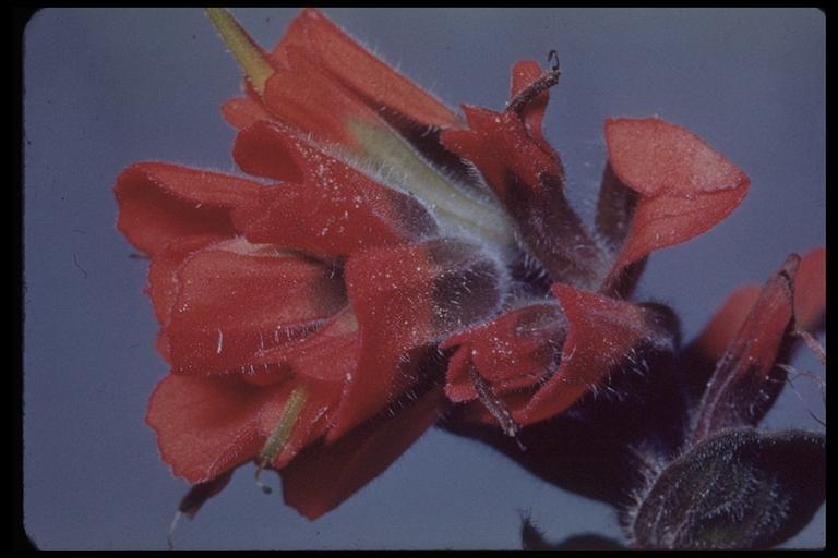 Слика од Castilleja latifolia Hook. & Arn.