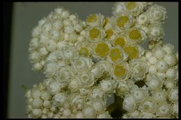 Image of Pearly Everlasting