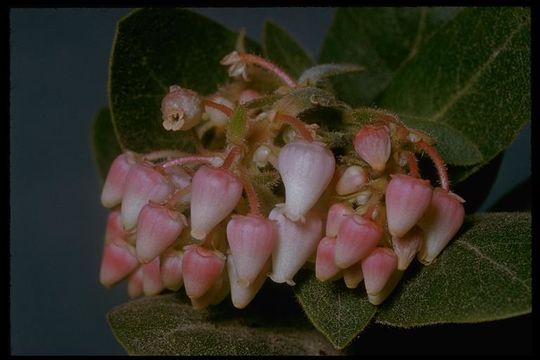 Слика од Arctostaphylos andersonii A. Gray