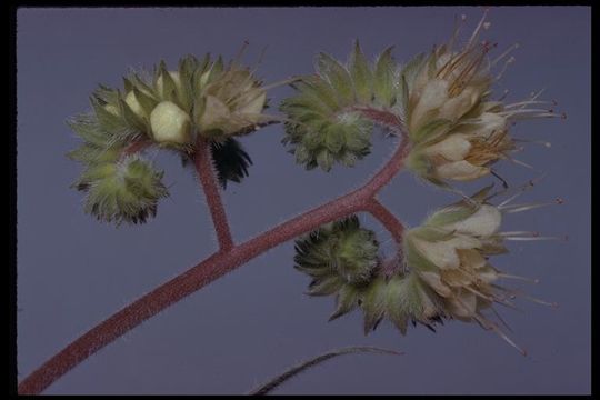 Phacelia egena (Greene ex Brand) J. T. Howell的圖片