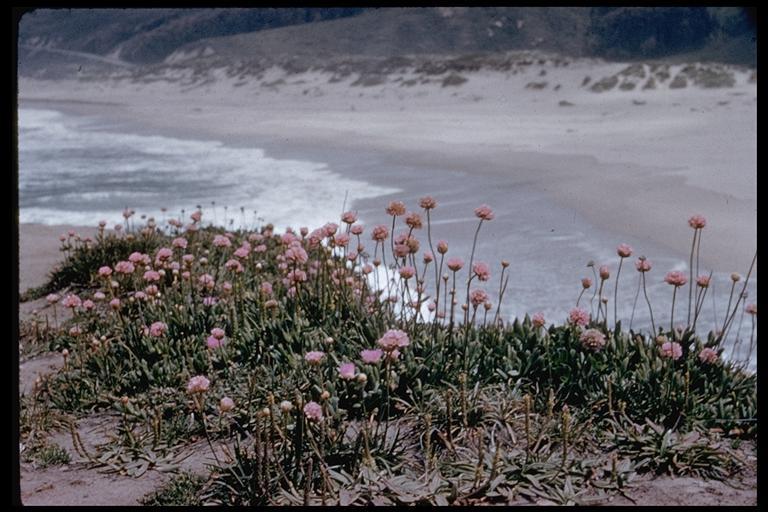 Image of California seapink