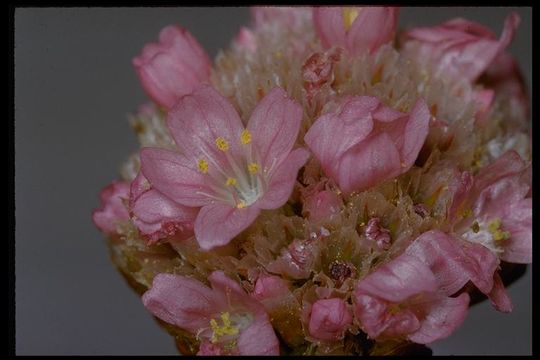 Imagem de Armeria maritima subsp. californica (Boiss.) A. E. Porsild