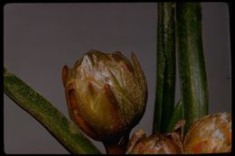 Imagem de Armeria maritima subsp. californica (Boiss.) A. E. Porsild