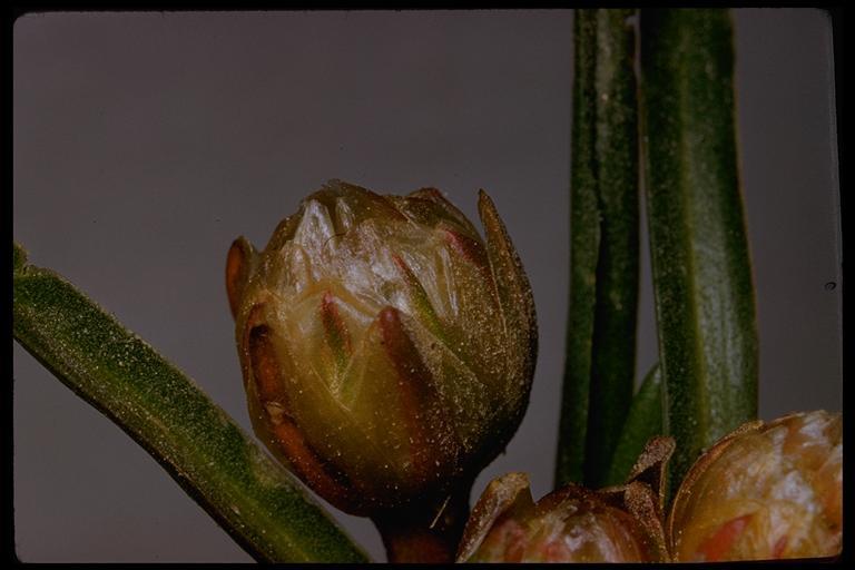 Imagem de Armeria maritima subsp. californica (Boiss.) A. E. Porsild