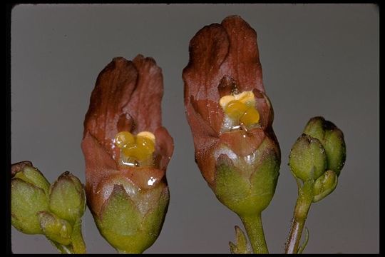 Image of California Figwort